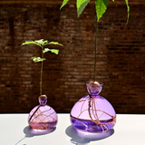 Vase en verre pour avocat | Fleux | 20