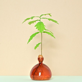 Vase en verre pour gland | Fleux | 11