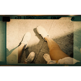 Pellicule Lomochrome Turquoise 135 - Lomochrome 2024 | Fleux | 15