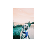 Simple Use Camera LomoChrome Turquoise | Fleux | 17