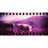Sprocket Rocket Panoramic 35mm Baja Blue | Fleux | 21