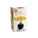 Bonsai Kit - Ginkgo | Fleux | 2