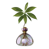 Vase en verre pour avocat | Fleux | 29
