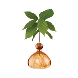 Vase en verre pour avocat | Fleux | 23