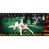 Appareil panoramique Sprocket Rocket Coconut | Fleux | 31