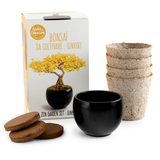 Bonsai Kit - Ginkgo | Fleux | 3