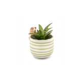 Pot peeking Guinea Pig | Fleux | 6