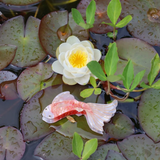 Pince à cheveux Carp Koi - Rouille/Blanc cassé | Fleux | 3