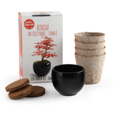 Bonsai Kit - Red Maple | Fleux | 3