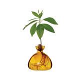 Vase en verre pour avocat | Fleux | 25