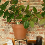 Diffuseur d'eau naturel Olla | Fleux | 38