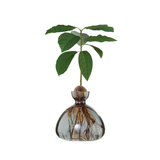 Vase en verre pour avocat | Fleux | 27
