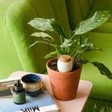 Sérum nourrissant - Plantes Vertes | Fleux | 11