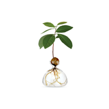 Vase en verre pour avocat | Fleux | 32