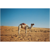 Appareil photo Simple Use Camera 200/27 Classicolor | Fleux | 15