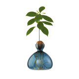 Vase en verre pour avocat | Fleux | 31