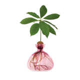 Vase en verre pour avocat | Fleux | 17
