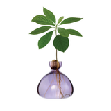 Vase en verre pour avocat | Fleux | 19