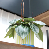Jardinière Ray | Fleux | 8